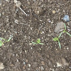 【10月6日】にんじん 本葉がでてきてます。