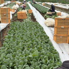 【10月3日】小松菜収穫