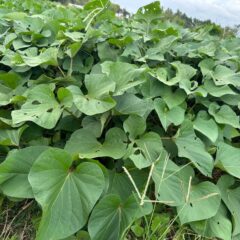 今日のさつまいも農場