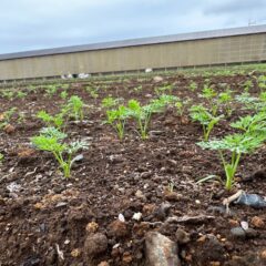 【10月20日】にんじん