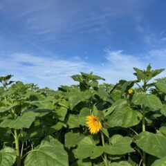 ひまわりは緑肥になりました