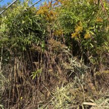 開墾の様子をお届けします