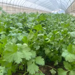 収穫真っ最中のパクチー