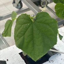 きゅうり栽培スタート