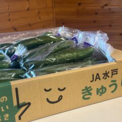きゅうりプレ出荷はじまります。