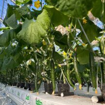 きゅうり育ってます。