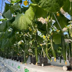 きゅうり育ってます。