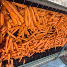 にんじんも終盤に