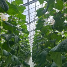 きゅうり、その後．．．