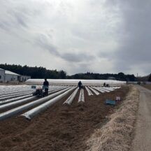 じゃがいもの作付が始まりました。